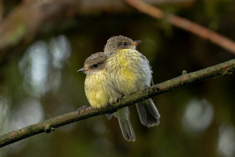 Aves de Galápagos logran notable recuperación en reproducción