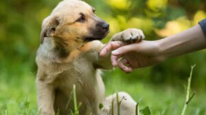 Día Mundial del Perro Sin Raza