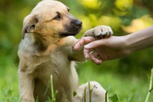 Día Mundial del Perro Sin Raza
