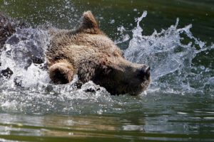 Caza de osos pardos en Eslovaquia