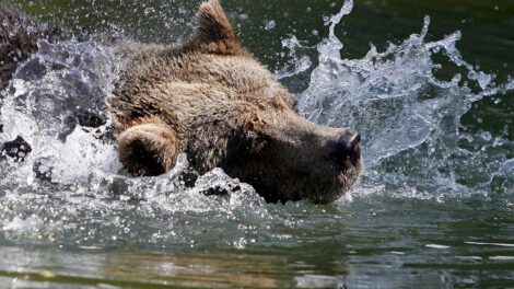 Caza de osos pardos en Eslovaquia