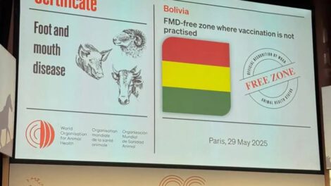 Bolivia libre de fiebre aftosa sin vacunación