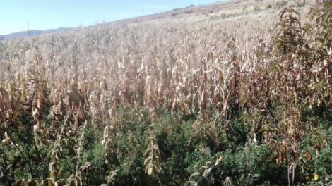 Heladas en Chuquisaca afectan cultivos de maíz