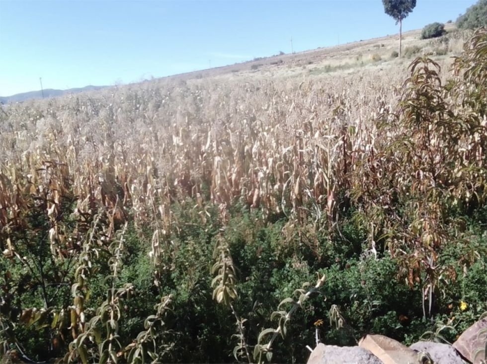 Heladas en Chuquisaca afectan cultivos de maíz