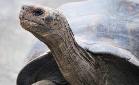 Repatriación de tortugas gigantes Galápagos