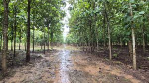 Cámara Forestal de Bolivia declara emergencia por falta de diésel
