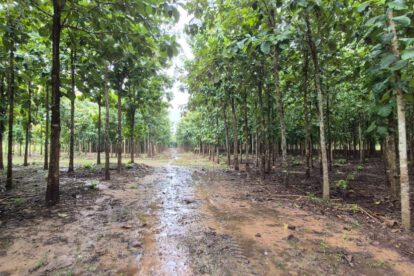 Cámara Forestal de Bolivia declara emergencia por falta de diésel