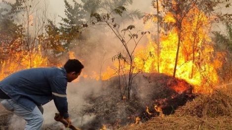 Incendios forestales en Bolivia y medidas urgentes solicitadas por la senadora Egüez