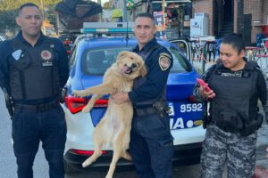 Recuperación de Zami, la golden retriever robada en Córdoba