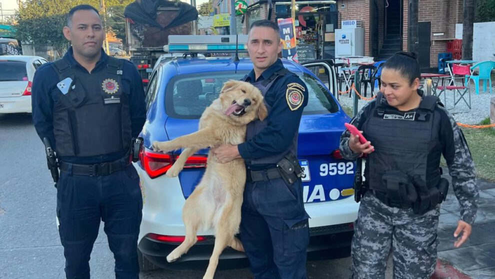 Recuperación de Zami, la golden retriever robada en Córdoba
