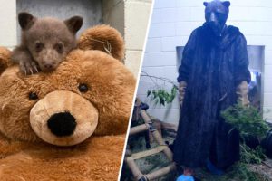 Cuidadores disfrazados ayudan a un osezno huérfano