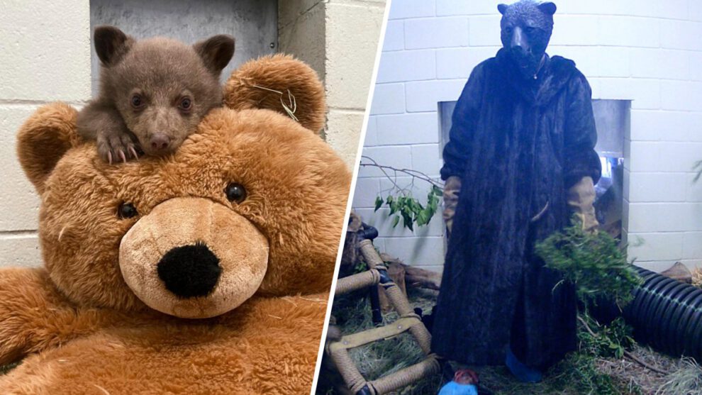 Cuidadores disfrazados ayudan a un osezno huérfano