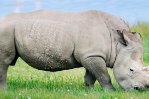 Rinoceronte blanco en Zimbabue