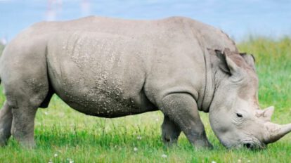 Rinoceronte blanco en Zimbabue