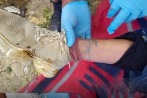 Hallan parte inferior del cuerpo de una mujer en La Paz