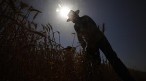 Un hombre trabaja en un cultivo de trigo con altas temperaturas