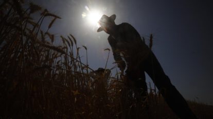 Un hombre trabaja en un cultivo de trigo con altas temperaturas
