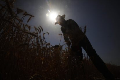 Un hombre trabaja en un cultivo de trigo con altas temperaturas