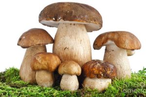 Setas y biomateriales como futuro sostenible de la alimentación