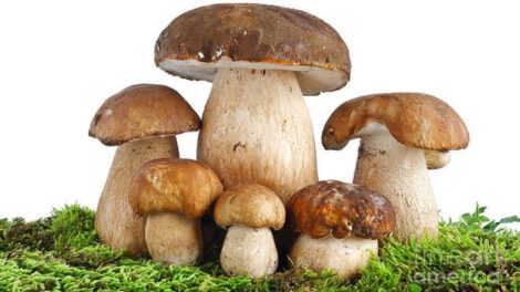 Setas y biomateriales como futuro sostenible de la alimentación