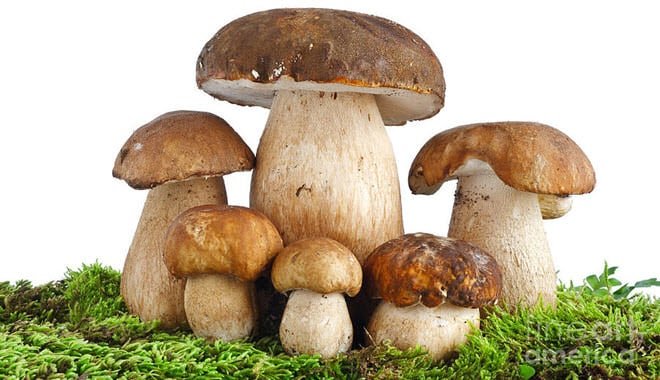 Setas y biomateriales como futuro sostenible de la alimentación