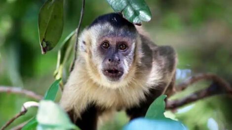 Mono Martin mordió a tres niños en Challapata