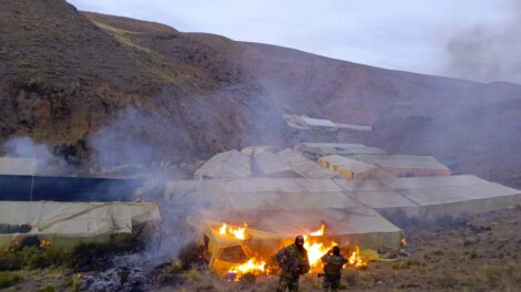 Desmantelan viveros de marihuana en Lagunillas