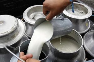 Productores venden leche del productor al consumidor
