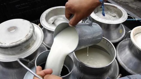 Productores venden leche del productor al consumidor