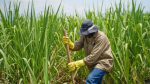 Exportaciones de azúcar boliviana alcanzan $us 378 millones