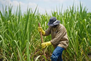 Exportaciones de azúcar boliviana alcanzan $us 378 millones