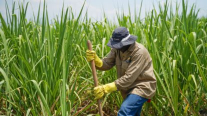 Exportaciones de azúcar boliviana alcanzan $us 378 millones