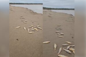 Peces muertos en el río Grande