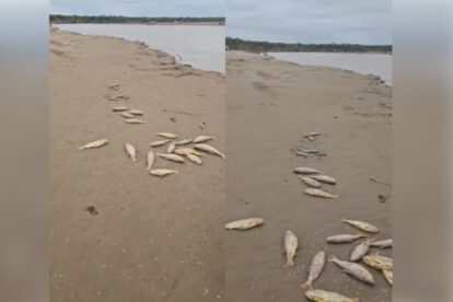 Peces muertos en el río Grande