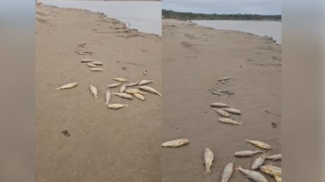 Peces muertos en el río Grande