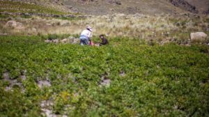Bolivia no está en riesgo de hambruna según la ONU