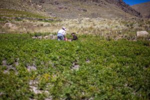 Bolivia no está en riesgo de hambruna según la ONU