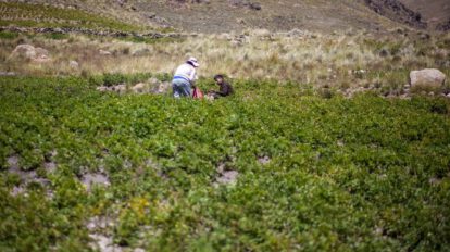 Bolivia no está en riesgo de hambruna según la ONU