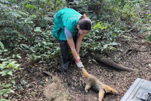 Liberación de animales silvestres por la Gobernación de Santa Cruz
