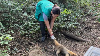 Liberación de animales silvestres por la Gobernación de Santa Cruz