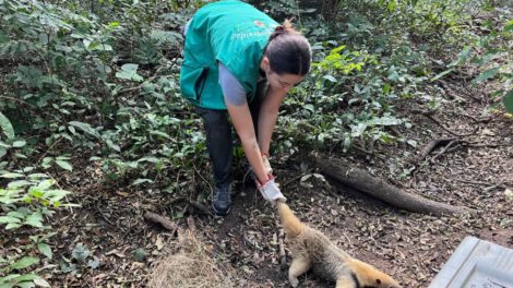 Liberación de animales silvestres por la Gobernación de Santa Cruz