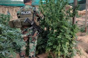 Sistemas de riego en plantaciones de marihuana
