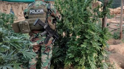 Sistemas de riego en plantaciones de marihuana
