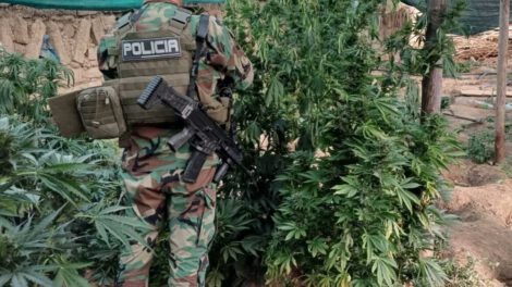 Sistemas de riego en plantaciones de marihuana