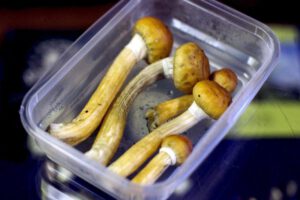 Psilocibina para tratar la depresión en Nueva Zelanda