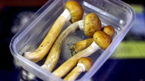 Psilocibina para tratar la depresión en Nueva Zelanda