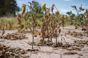 Cambio climático y producción agrícola