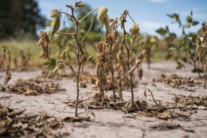 Cambio climático y producción agrícola