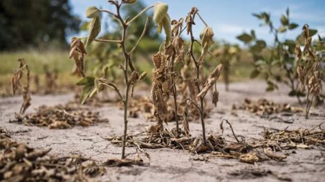 Cambio climático y producción agrícola