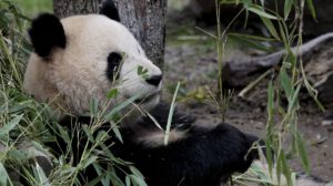 Antropomorfismo y conservación en la percepción de los animales